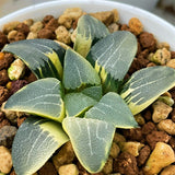 Haworthia Correcta Variegated Plant from Seeds