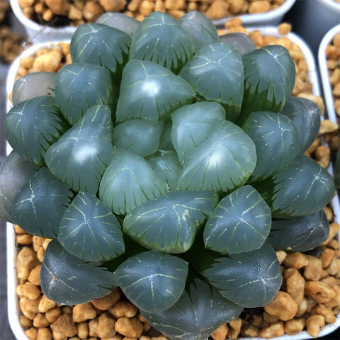 Haworthia OB Hybrid Other