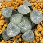 Haworthia Maughanii 'Shirofuji'