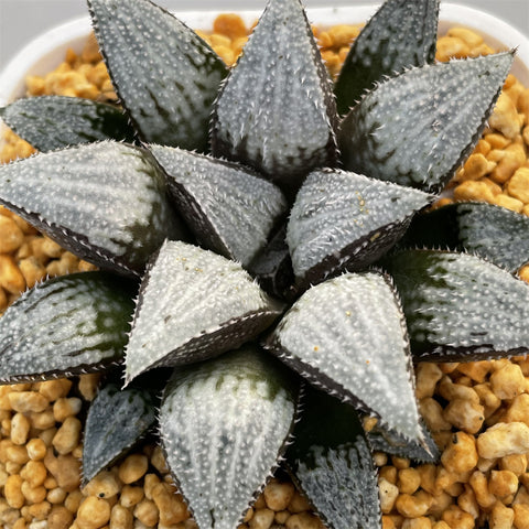Haworthia Wimii Lonely Snow