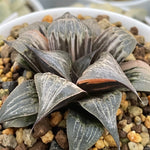 Haworthia Badia Pinky Variegated Mother Plant