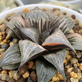 Haworthia Badia Pinky Variegated Mother Plant
