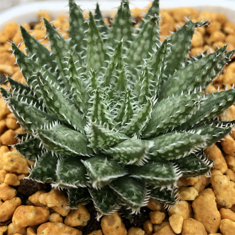 Haworthia Herbacea Other