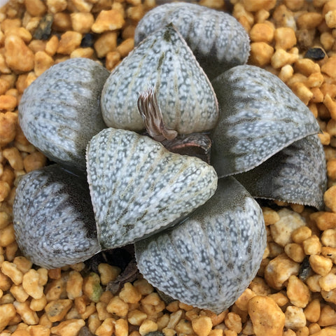 Haworthia Splendens ’Audrey Hepburn'