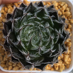 Haworthia 'Gigaz' Other