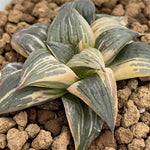 Haworthia Nigra variegated Medium Size