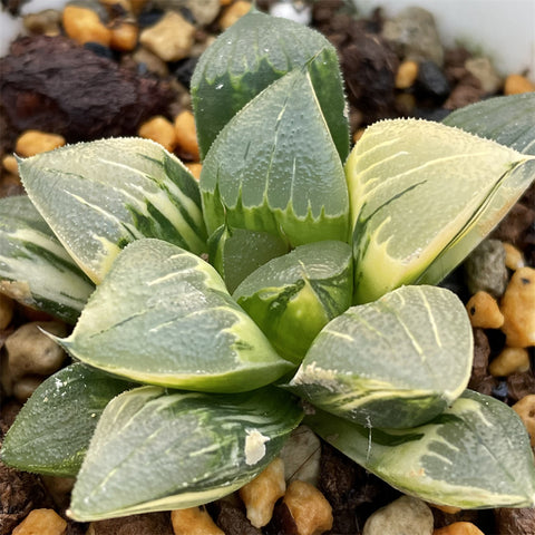 Haworthia Correcta Variegated