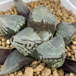 Haworthia Ice Kirin Mutant Type