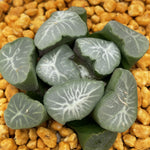Haworthia Maughanii 'Shishigami'