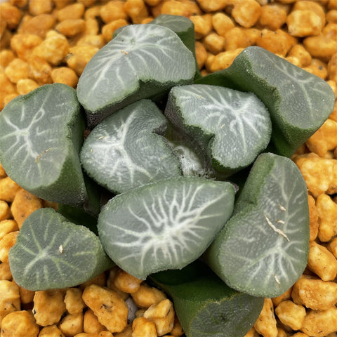 Haworthia Maughanii 'Shishigami'