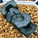 Haworthia Truncata 'Nishihenmoku'