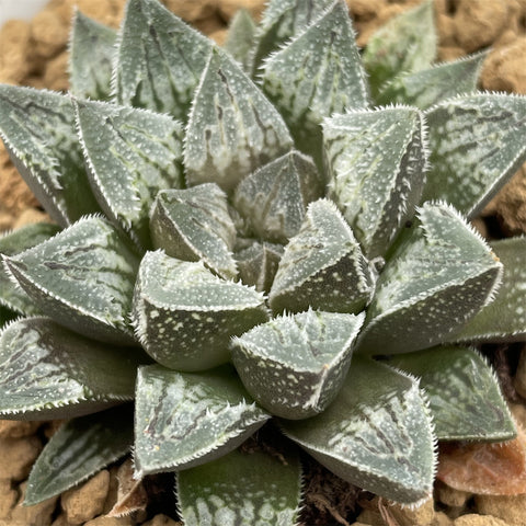 Haworthia Humbug Heart