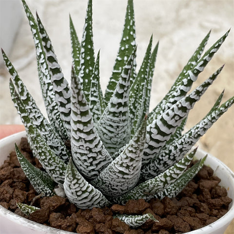 Haworthia Hard Leaf Simofuri