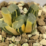 Haworthia Maughanii Rising Sun variegated