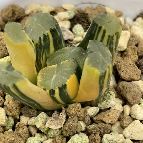 Haworthia Maughanii Rising Sun variegated