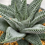 Haworthia Hard Leaf Limifolia 'Striata' Big Size