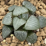 Haworthia Correcta 'Moon Stone'