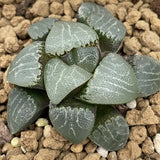 Haworthia Correcta 'Moon Stone'