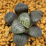 Haworthia Makai Other