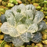 Haworthia Cooperi Plastic Skin variegated