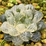 Haworthia Cooperi Plastic Skin variegated