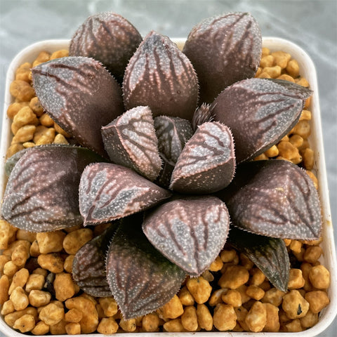 Haworthia Snow Other