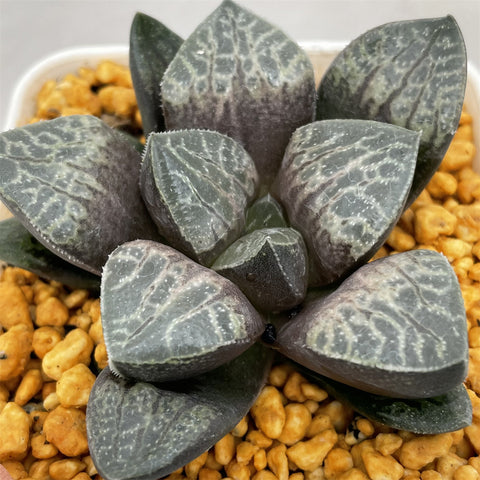 Haworthia 'Karakusa' Other