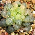Haworthia Cooperi Var. Truncata Variegated Mother plant