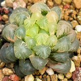 Haworthia Cooperi Var. Truncata Variegated Mother plant