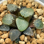 Haworthia Correcta Jade Toad