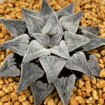 Haworthia Wimii Major