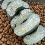 Haworthia Trucata 'Sharaku' Hybrid