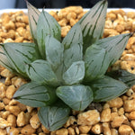 Haworthia Sciaky Other