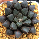 Haworthia Red Lantern Other