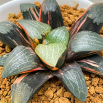 Haworthia Correcta Variegated