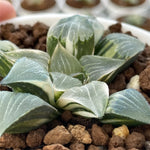 Haworthia Correcta Variegated Plant from Seeds