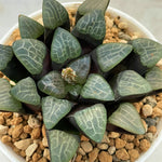 Haworthia Bayeri Ginbotan