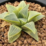 Haworthia Original Pygmaea variegated plant from offsets Big Size