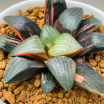 Haworthia Correcta Variegated