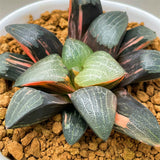 Haworthia Correcta Variegated