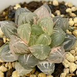 Haworthia Ghost Variegated