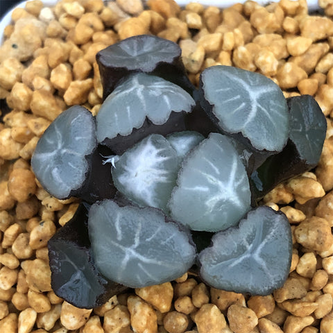 Haworthia Maughanii 'Lucky'