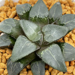 Haworthia Correcta 'Cloud shadow'