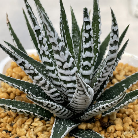 Haworthia Hard Leaf