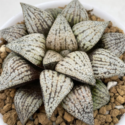 Haworthia Picta 'Haipy'