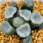 Haworthia Maughanii  'Residual snow' 'Remaining Snow'