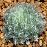 Haworthia Semiviva variegated
