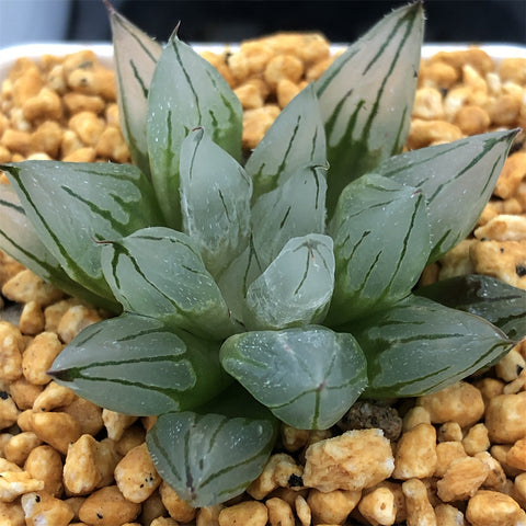 Haworthia Sciaky Other