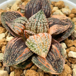 Haworthia Picta Daikoku Variegated