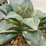Haworthia Retusa Variegated Big Size
